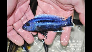 Melanochromis chipokae [upl. by Anir107]