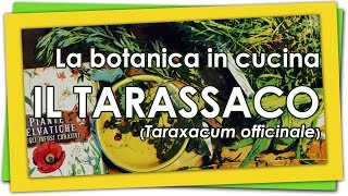 La botanica in cucina  Il tarassaco [upl. by Aysa501]