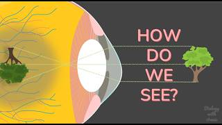 Eye Anatomy [upl. by Kaela]