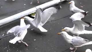 Seagulls vs Sandwiches Eastbourne [upl. by Cave944]