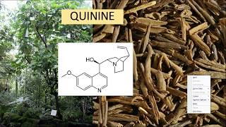 Structure elucidation of quinine [upl. by Asaert445]