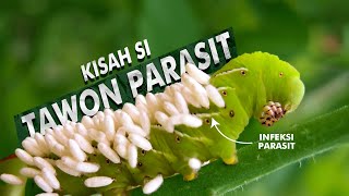 Bagaimana Tawon Parasit Ini Menjadi Penyelamat Manusia  Parasitoid Wasps [upl. by Gavriella]