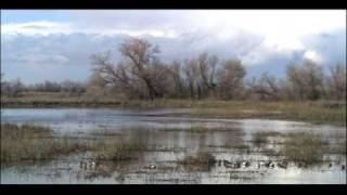 Aquatic Biomes Wetlands  Biology  Ecology [upl. by Ellerey]