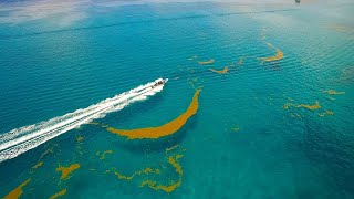 The Astounding Length of Seaweed in the Sargasso Sea 4K [upl. by Adniralc]