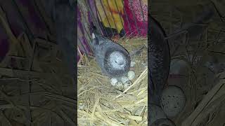 কবুতর দিয়ে কোয়েল পাখির ডিম ফোটানো Day2part3 koelpakhipalon pigeon likeandsubscribe shuvo [upl. by Llerral]