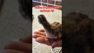 Gallina de guinea Chillando chicken shortsvideo babycute babychiken gallinetas [upl. by Ayimat]