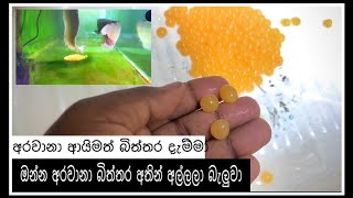 බිත්තර දැම්මා ආයිමත් අරවානා  Egg Lay Silver Arowana monsterfishkeepers arowanakeepers arowana [upl. by Jemine200]