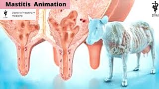 Mastitis in cows animation  What is mastitis in cows  Doctor of veterinary medicine [upl. by Ecirtnahc]