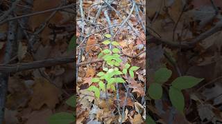 UNCOMMON APPROACH to FINDING INVASIVE PLANT SPECIES in the FALL forest trees [upl. by Wrand86]