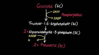 82 Glycolysis [upl. by Lust]