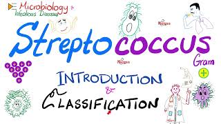 Streptococci  Introduction and Classification Group A Group B Group D  Microbiology 🧫 [upl. by Eiloj]