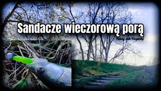 Sandacze wieczorową porą [upl. by Appel234]