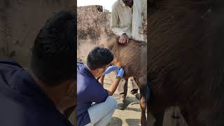 Abdominal hernia in buffalo calf DrMandloi [upl. by Aihsyla138]