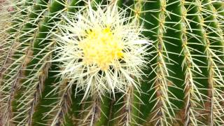 Golden Barrel Cactus flowers  Echinocactus grusonii  Golden Ball HD 02 [upl. by Raviv]