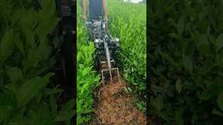 agricultural machinery  tea machinery  tea garden tiller foryou viralvideo [upl. by Llertniuq]