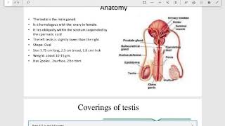 Cryptorchidism Pathology [upl. by Bolling]