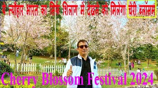 Cherry Blossom Festival shillong Meghalaya 2024  Cherry Blossom [upl. by Cristen]