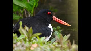 Herefordshire Ornithological Club [upl. by Hairu]