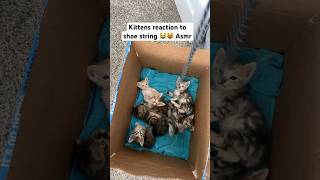 Kittens react to shoe string asmr bengalcat cat catasmr bengalkittenforsale kitten asmrcats [upl. by Stine808]