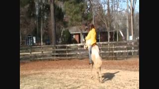 stats first goodbar first ride in over 3 yrs AQHA cremello stallion [upl. by Onitsirc561]