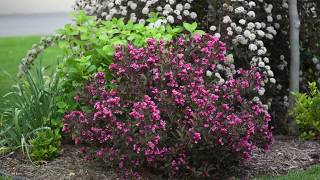 Proven Winners Wine amp Roses Weigela [upl. by Araeit]