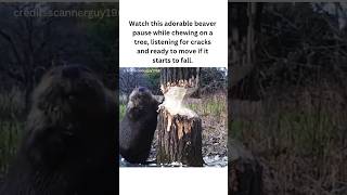 Beavers Adorable TreeCutting Moment shorts fyp facts animals [upl. by Hammerskjold]