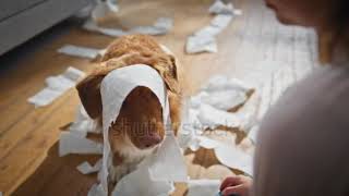 woman scolding at disobedient dog wrapped in toilet paper✨ [upl. by Moitoso386]