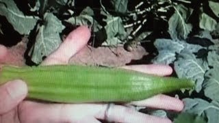 OkraHow to grow Okra from seed [upl. by Kari118]