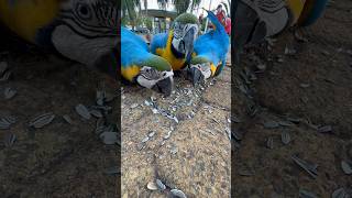 Wild Macaws 🦜 in Brazil wbjadventures macaw countrylife [upl. by Pepe]