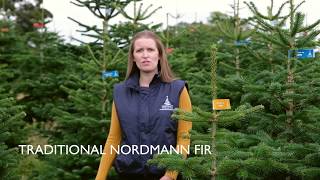 Traditional Nordmann Fir  An introduction [upl. by Stout318]