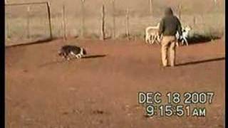 Border Collie Koko Training on Sheep [upl. by Peggir]