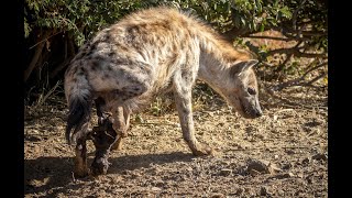 How hyena give birth blows your mind [upl. by Gascony]