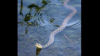 Snake in Water Natures Stealthy Swimmer [upl. by Norris]