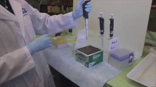 Pipetting Pipetman and ForwardReverse Pipetting [upl. by Annaiek654]