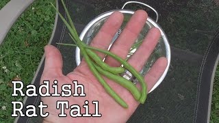 Radish Rat Tail Plants Fast Growing Edible Seed Pods Grown in the Garden [upl. by Kristyn]