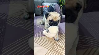 Pug ❤️shortstrending youtubeshorts pugglelife viralvideo trendingshorts [upl. by Ecirahs]