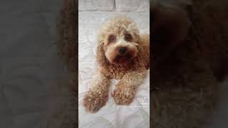 cavapooworld cuteanimal cavapoo loveyourpets fluffy paws pets dog puppy loveyourpets cute [upl. by Sorkin]