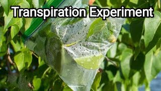 Leaf Transpiration Experiment  Evapotranspiration [upl. by Sirah255]