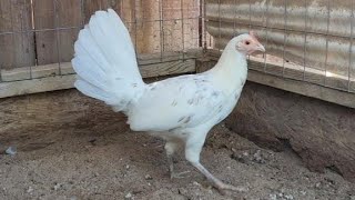 Black Mcrae Hen  Gallos Finos  Gamefowl [upl. by Yelak]