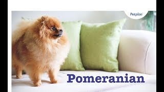 Pomeranian Puppies amp Dogs  Breed Facts amp Information  Petplan [upl. by Aisanahta153]