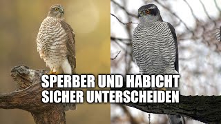 Sperber und Habicht unterscheiden [upl. by Merwyn]