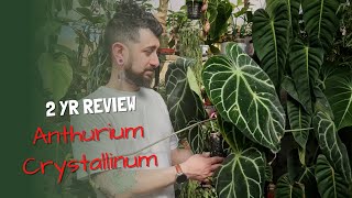 Anthurium Crystallinum Review  2 Years Later  Is this plant worth the hype [upl. by Zellner]