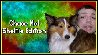 Chase me Sheltie Dog Cute Playtime Video Funny Animal Shorts [upl. by Gwendolen60]