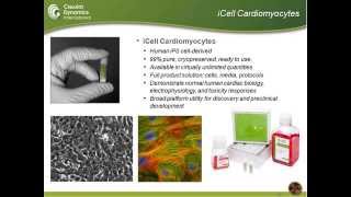 Using Human Stem Cellderived Cardiomyocytes to Investigate In Vitro Human Cardiomyocyte Biology [upl. by Lizbeth]