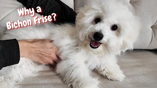 Puppy Reveals All the Secrets of a Bichon Frise [upl. by Artined]