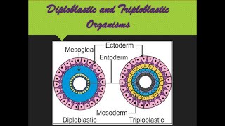 Diploblastic and Triploblastic Organization [upl. by Auburta]