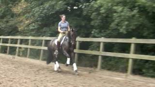 Sporthorse  Dressage horse for sale GrandPrix Horse [upl. by Elaynad]