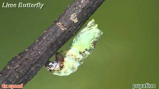 A Lime Butterfly caterpillar molts to its pupal stage [upl. by Ahsitil]