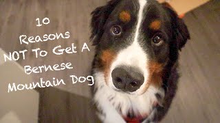 10 Reasons Why The Bernese Mountain Dog Might Not Be The Dog For You [upl. by Berry756]