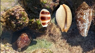 Searching for seashells in the intertidal zone [upl. by Nnayllas]